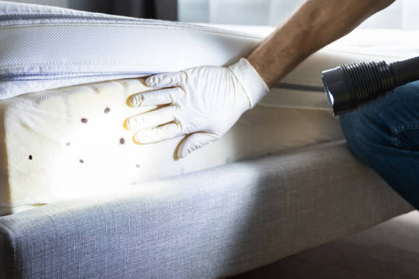 Best Wasp Removal Services  in Owasso, OK